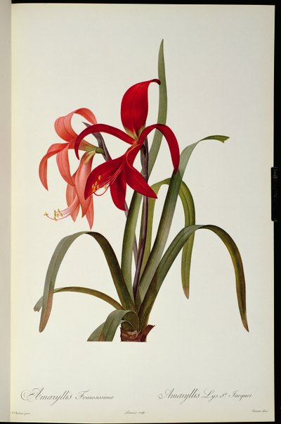 Amaryllis Formosissima, 1808, da `Les Liliacees